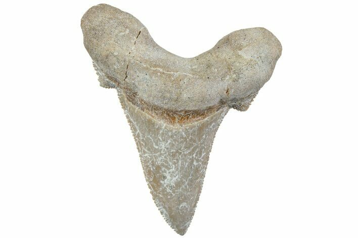 Serrated Sokolovi (Auriculatus) Shark Tooth - Dakhla, Morocco #225225